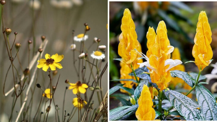10 Yellow Perennials Florida Gardeners Love For Nonstop Tropical Color