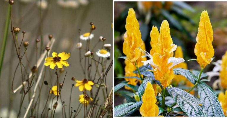 10 Yellow Perennials Florida Gardeners Love For Nonstop Tropical Color