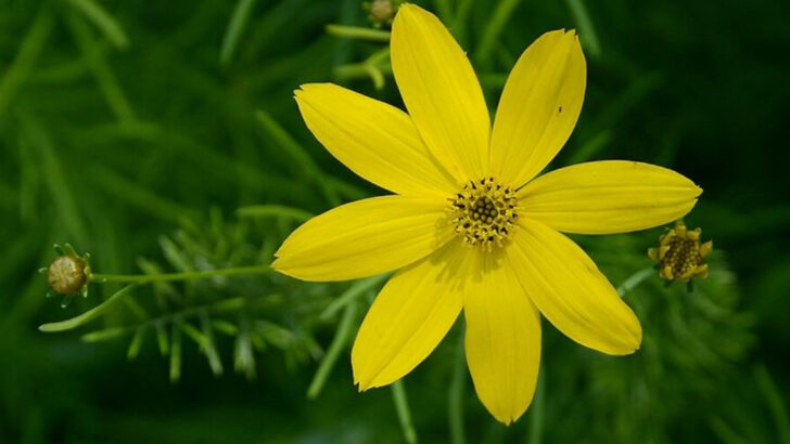 10 Yellow Perennials That Handle Georgia Heat And Humidity With Ease