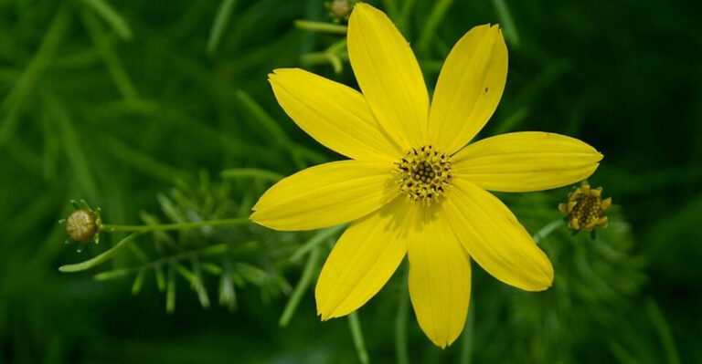 10 Yellow Perennials That Handle Georgia Heat And Humidity With Ease
