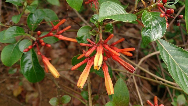 Firebush