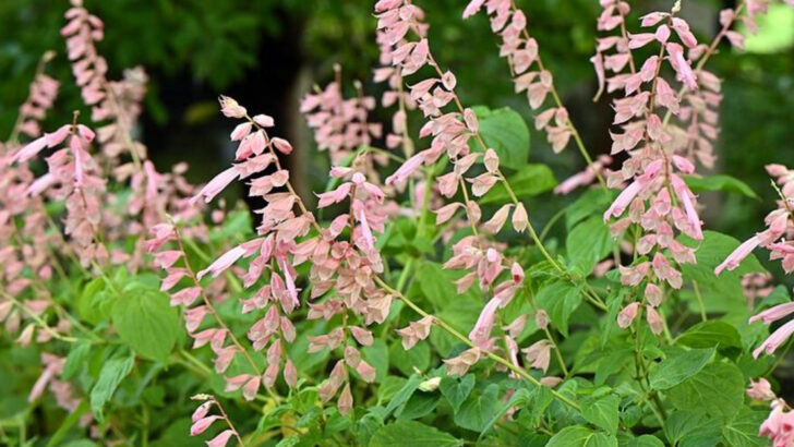 11 Coral Perennials That Give Florida Gardens A Beach-Inspired Look