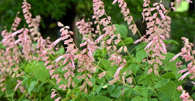 11 Coral Perennials That Give Florida Gardens A Beach-Inspired Look