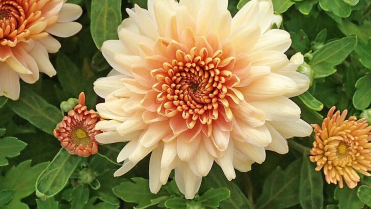 11 Crimson Perennials That Are Changing Backyard Gardens Across Pennsylvania Right Now