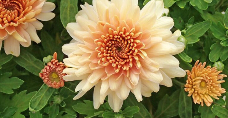11 Crimson Perennials That Are Changing Backyard Gardens Across Pennsylvania Right Now