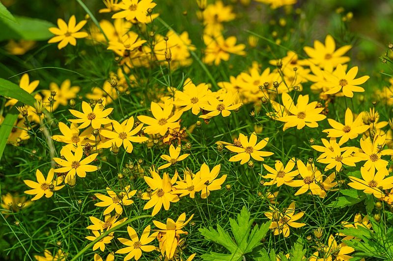 Threadleaf Coreopsis