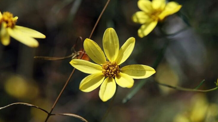 11 Golden Perennials Pennsylvania Homeowners Are Planting For Long Seasonal Color