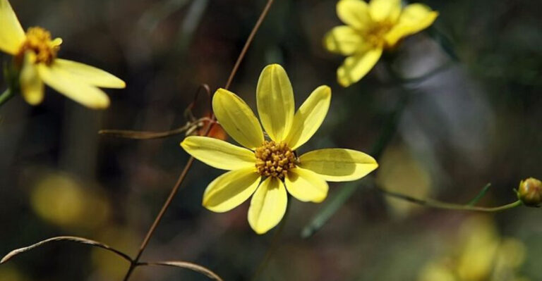 11 Golden Perennials Pennsylvania Homeowners Are Planting For Long Seasonal Color