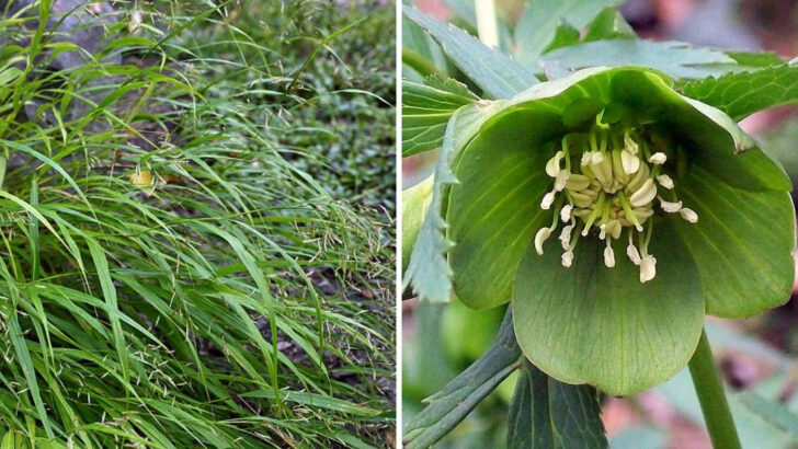 10 Green-Toned Perennials That Add Unique Texture To Massachusetts Yards