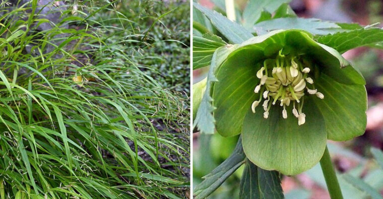 10 Green-Toned Perennials That Add Unique Texture To Massachusetts Yards