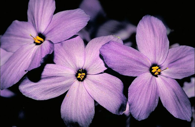 Creeping Phlox