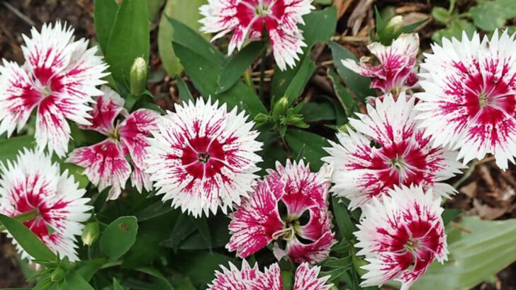 11 Pink Perennials Massachusetts Gardeners Use For Soft Spring Color Layers