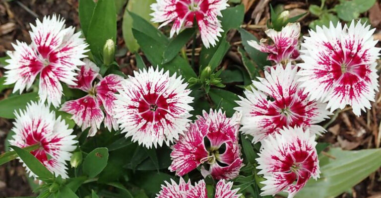 11 Pink Perennials Massachusetts Gardeners Use For Soft Spring Color Layers