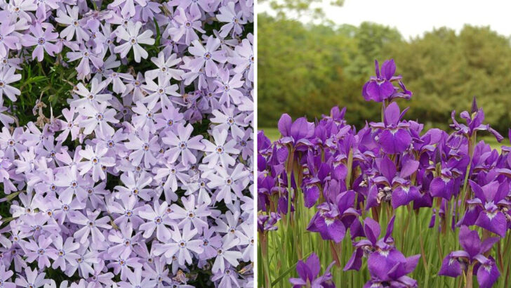 11 Purple Perennials Ohio Homeowners Plant For Low-Maintenance Beauty