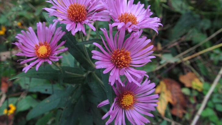 11 Purple Perennials That Thrive In Massachusetts Cooler Climate Yards