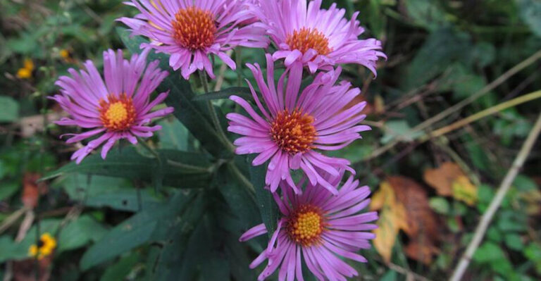 11 Purple Perennials That Thrive In Massachusetts Cooler Climate Yards