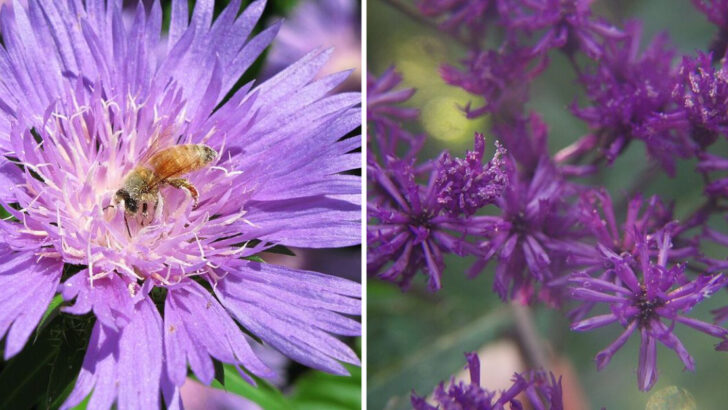 11 Purple Perennials Thriving In Georgia&rsquo;s Long Hot Growing Season