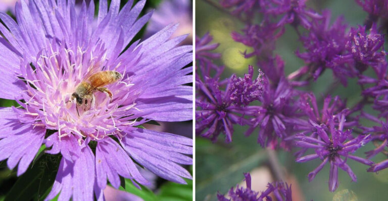11 Purple Perennials Thriving In Georgia’s Long Hot Growing Season