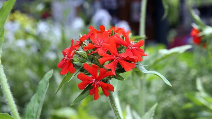 11 Red Perennials That Turn Pennsylvania Borders Into Eye-Catching Displays