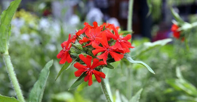 11 Red Perennials That Turn Pennsylvania Borders Into Eye-Catching Displays