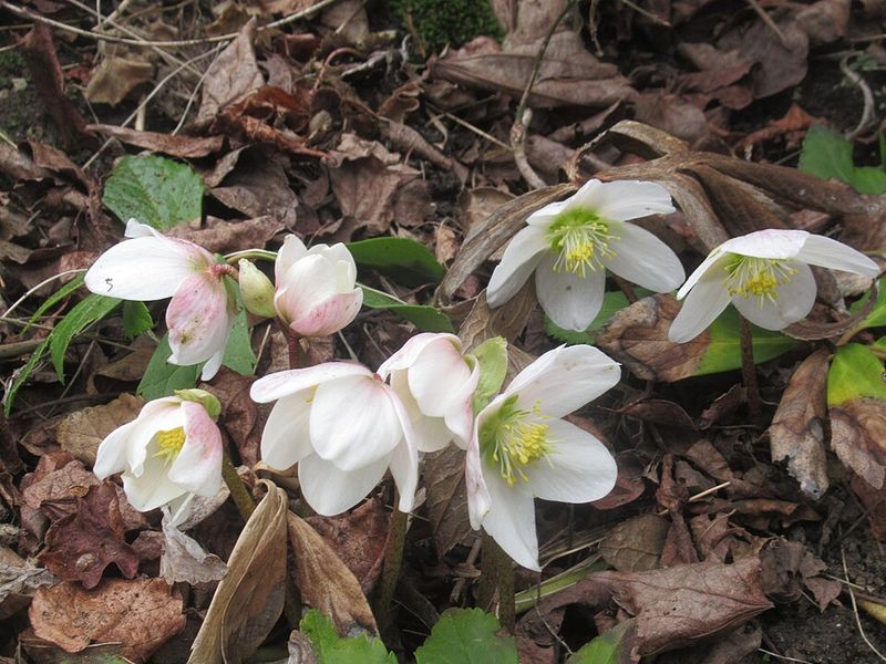 Hellebore
