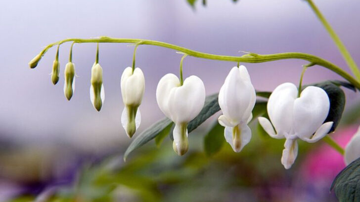 11 White Perennials That Light Up North Carolina Shaded Garden Areas