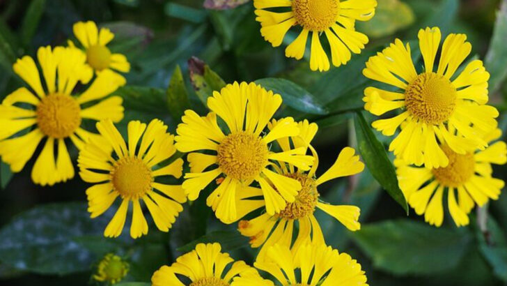 11 Yellow Perennials Lighting Up Massachusetts Backyard Flower Beds
