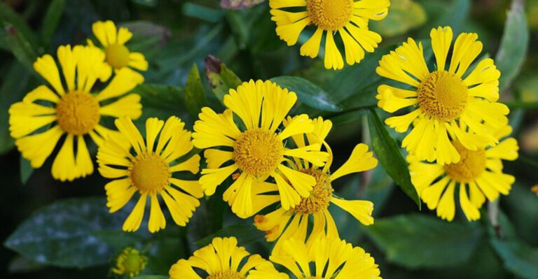 11 Yellow Perennials Lighting Up Massachusetts Backyard Flower Beds