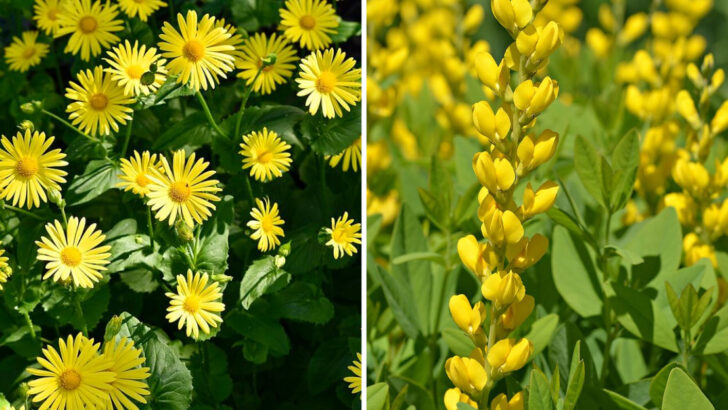 11 Yellow Perennials That Thrive Through Ohio Seasonal Weather Shifts