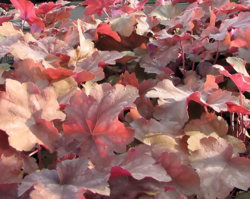 Heuchera 'Palace Purple'