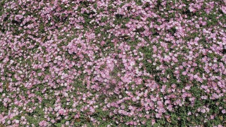 12 Burgundy Perennials Adding Depth To North Carolina Backyard Designs