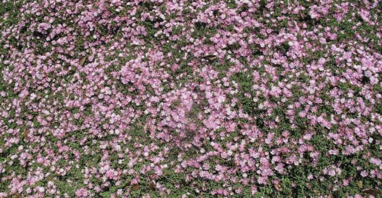 12 Burgundy Perennials Adding Depth To North Carolina Backyard Designs