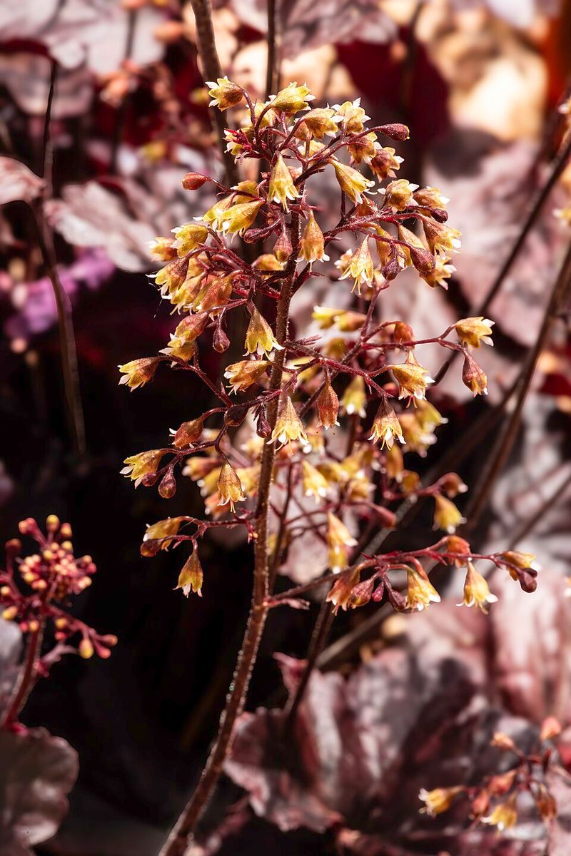 Heuchera