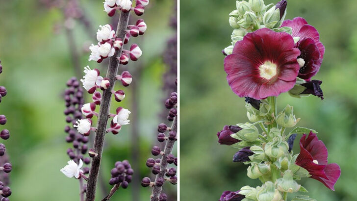 12 Burgundy Perennials Creating Rich Contrast In Georgia Garden Design