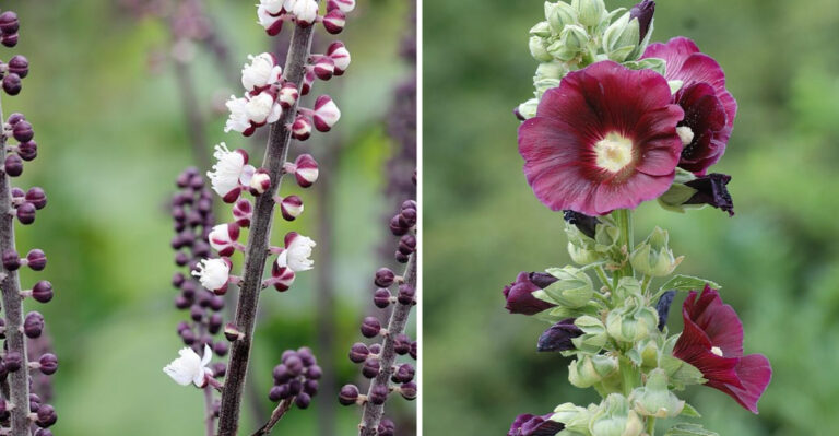 12 Burgundy Perennials Creating Rich Contrast In Georgia Garden Design