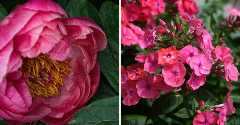 12 Coral Perennials Bringing Fresh Energy To Massachusetts Garden Borders