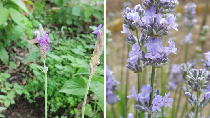 12 Lavender Perennials Ohio Garden Lovers Choose For Continuous Blooming