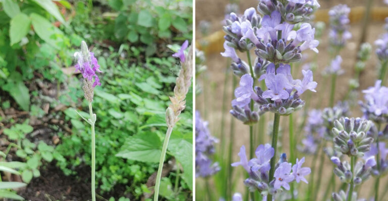 12 Lavender Perennials Ohio Garden Lovers Choose For Continuous Blooming