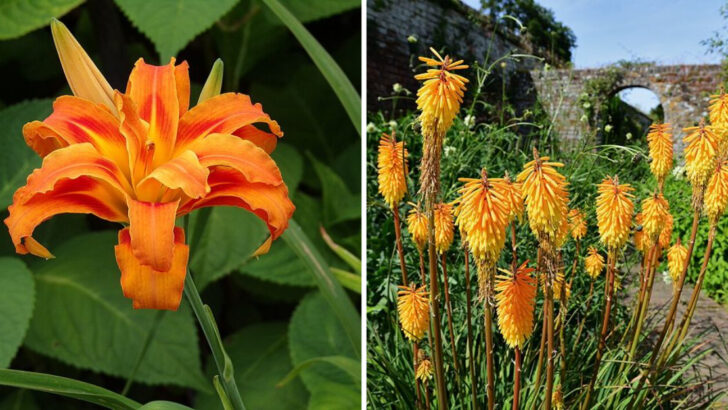 12 Orange Perennials Georgia Homeowners Use For Bright Seasonal Borders
