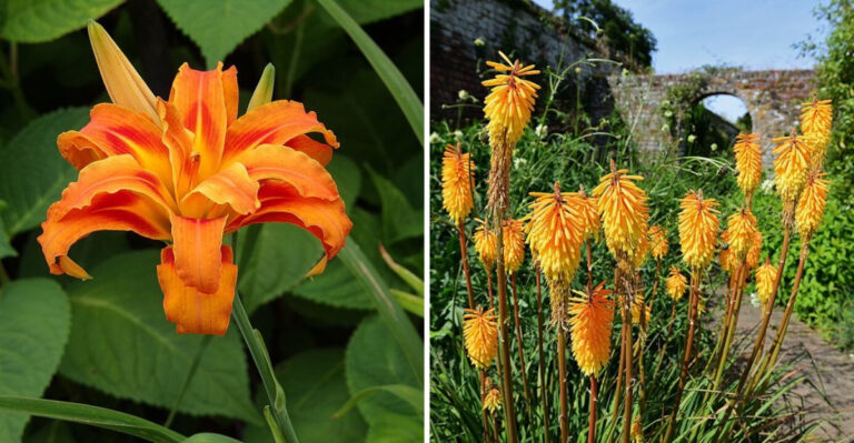 12 Orange Perennials Georgia Homeowners Use For Bright Seasonal Borders
