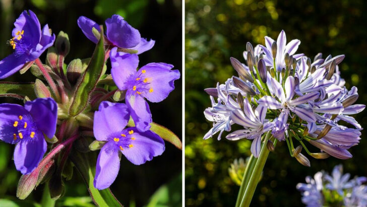 12 Purple Perennials That Handle Florida Sunshine And Sandy Soil Easily