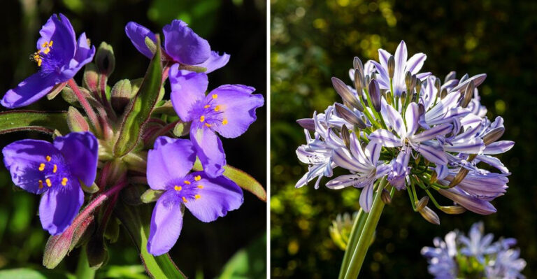 12 Purple Perennials That Handle Florida Sunshine And Sandy Soil Easily