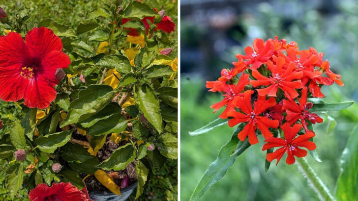 12 Red Perennials North Carolina Landscapes Depend On For Bold Contrast