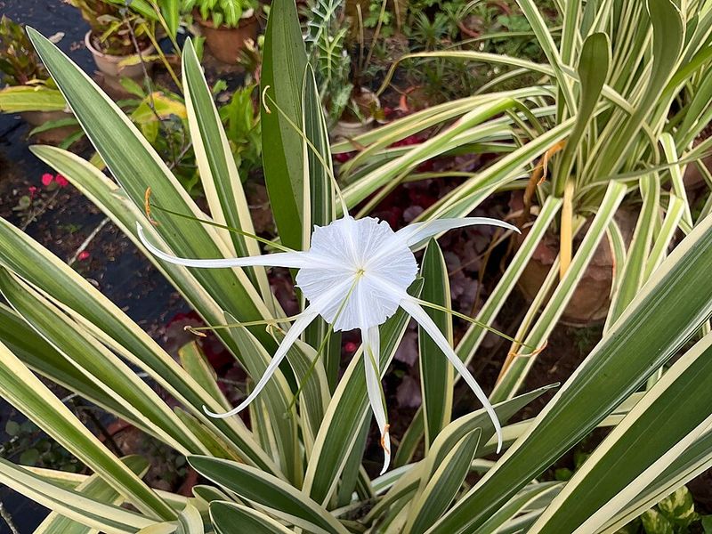 Spider Lily