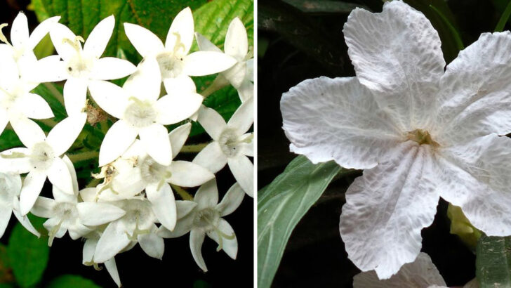 12 White Perennials That Stay Fresh In Florida Coastal Garden Conditions