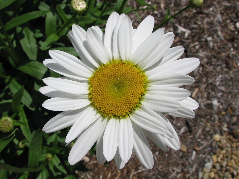 Shasta Daisy 'Becky'