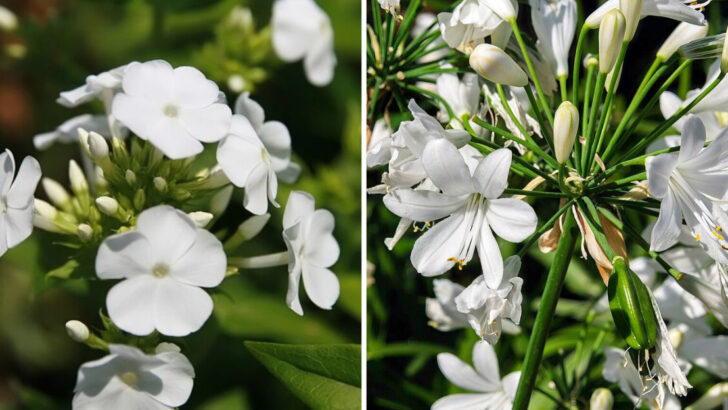 12 White Perennials That Stay Fresh Looking In Georgia Summer Gardens
