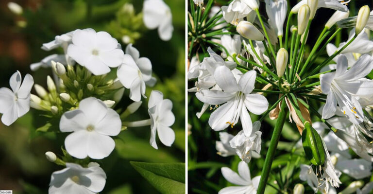 12 White Perennials That Stay Fresh Looking In Georgia Summer Gardens
