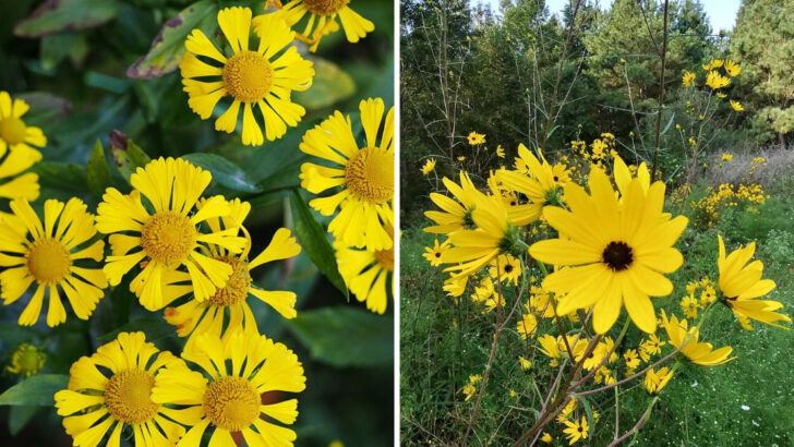 12 Yellow Perennials That Thrive In North Carolina Humid Summers