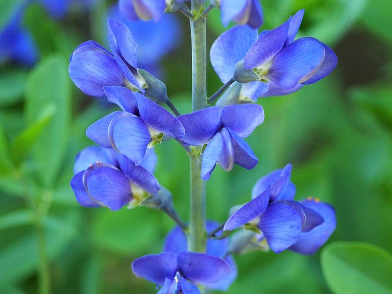 Baptisia australis